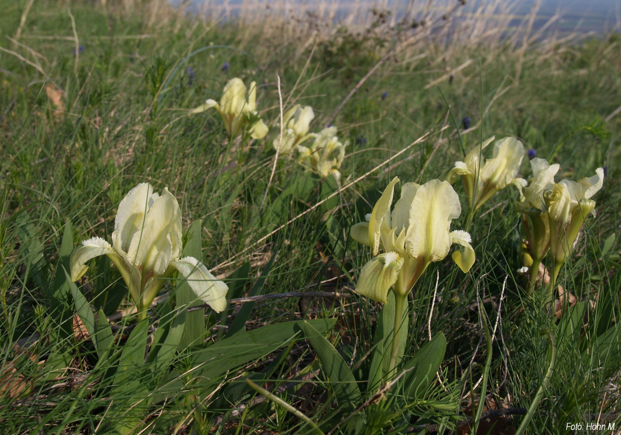 IrispumilafotóHöhnM