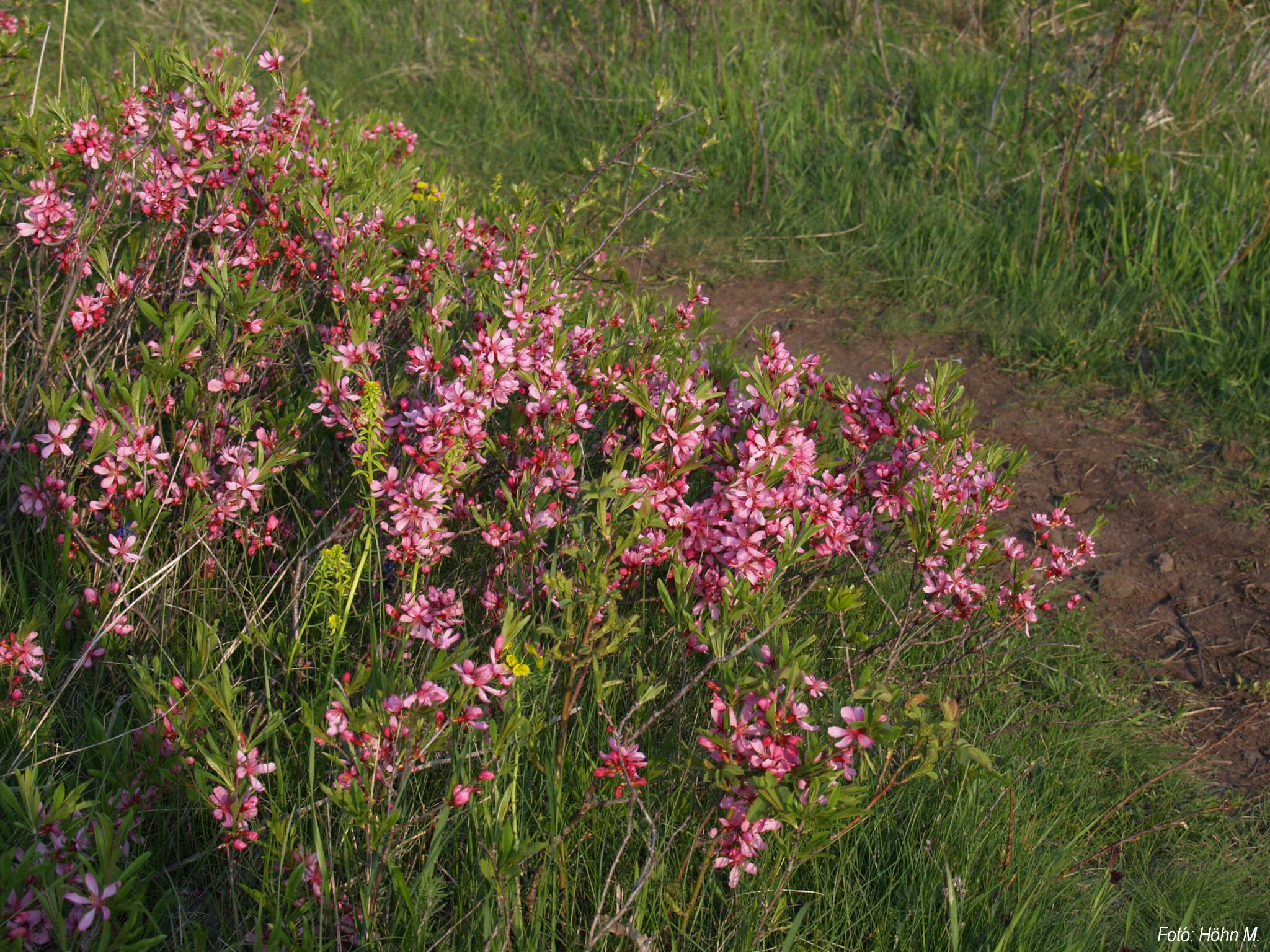 Prunus tenellafotóhöhnM